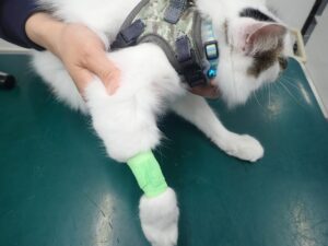 伸縮包帯を巻く猫